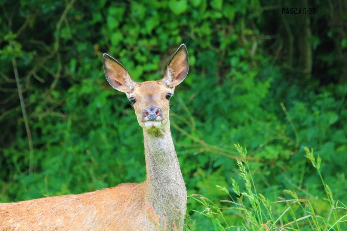 Biche Kersolec Vendredi 26 Mai 2023.JPG