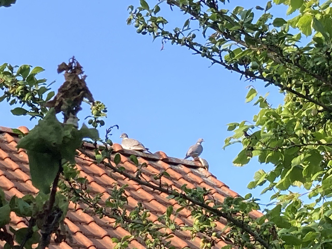 IMG_0091.jpeg