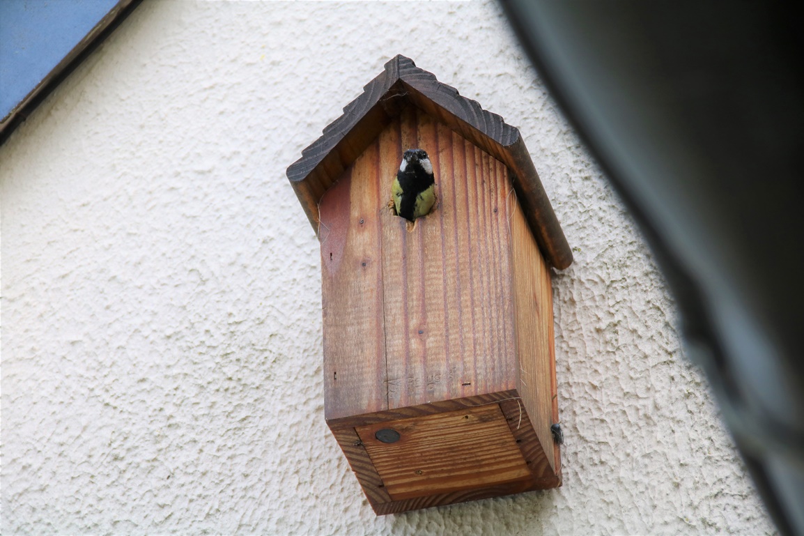 Nidification Mésanges charbonnières nichoir garage fin Mai 2023 (2).JPG