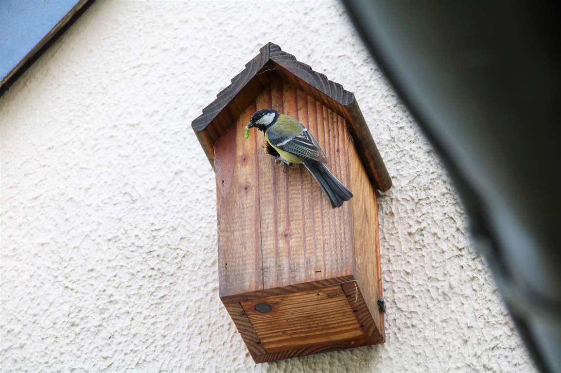 Nidification Mésanges charbonnières nichoir garage fin Mai 2023 (4).JPG