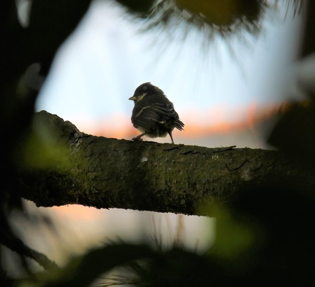 Envol Mésanges charbonnières nichoir devant garage (2).JPG