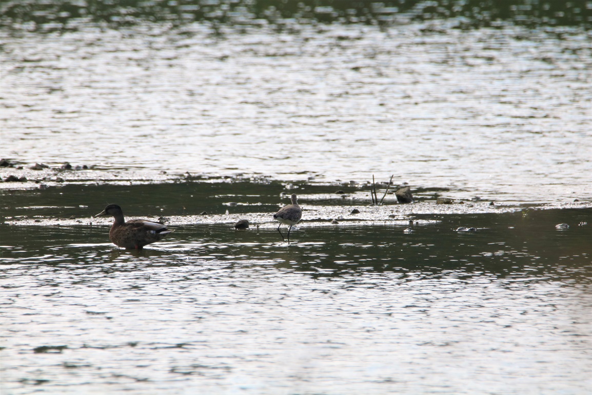Chevalier arlequin Pommeret Samedi 03 Juin 2023 (1).JPG