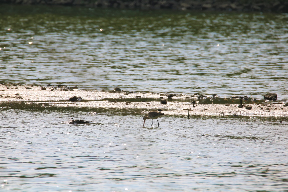 Chevalier arlequin Pommeret Samedi 03 Juin 2023 (2).JPG