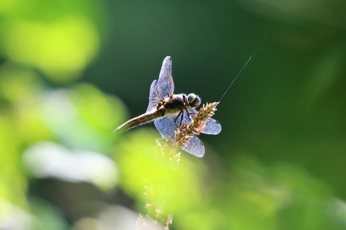Orthétrum bleuissant mâle.JPG