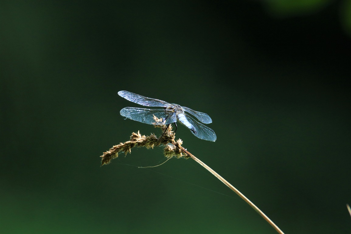 Orthétrum bleuissant mâle 2.JPG