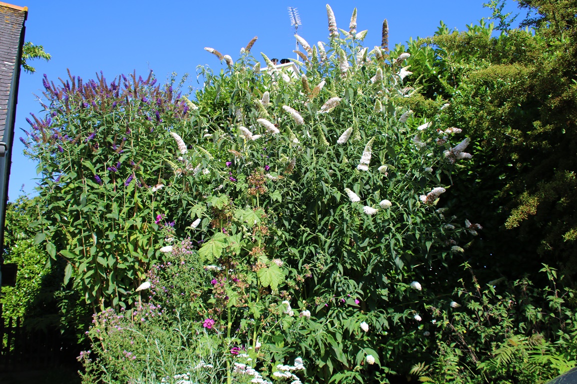 Massif Buddléïas, grande Mauve, Cirses des champs 20 Juillet 2023 - Copie.JPG