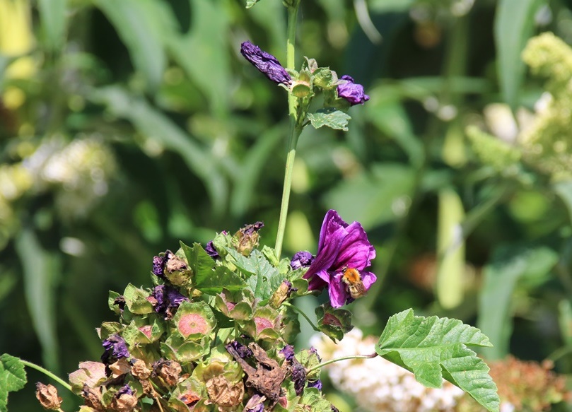 Bourdon des champs sur fleur de grande Mauve 20 Juillet 2023 - Copie-crop.JPG