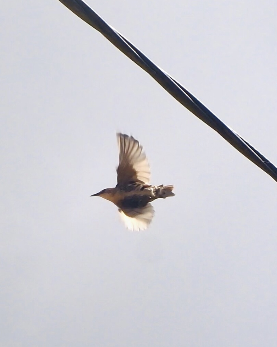 IMG_5978.jpeg