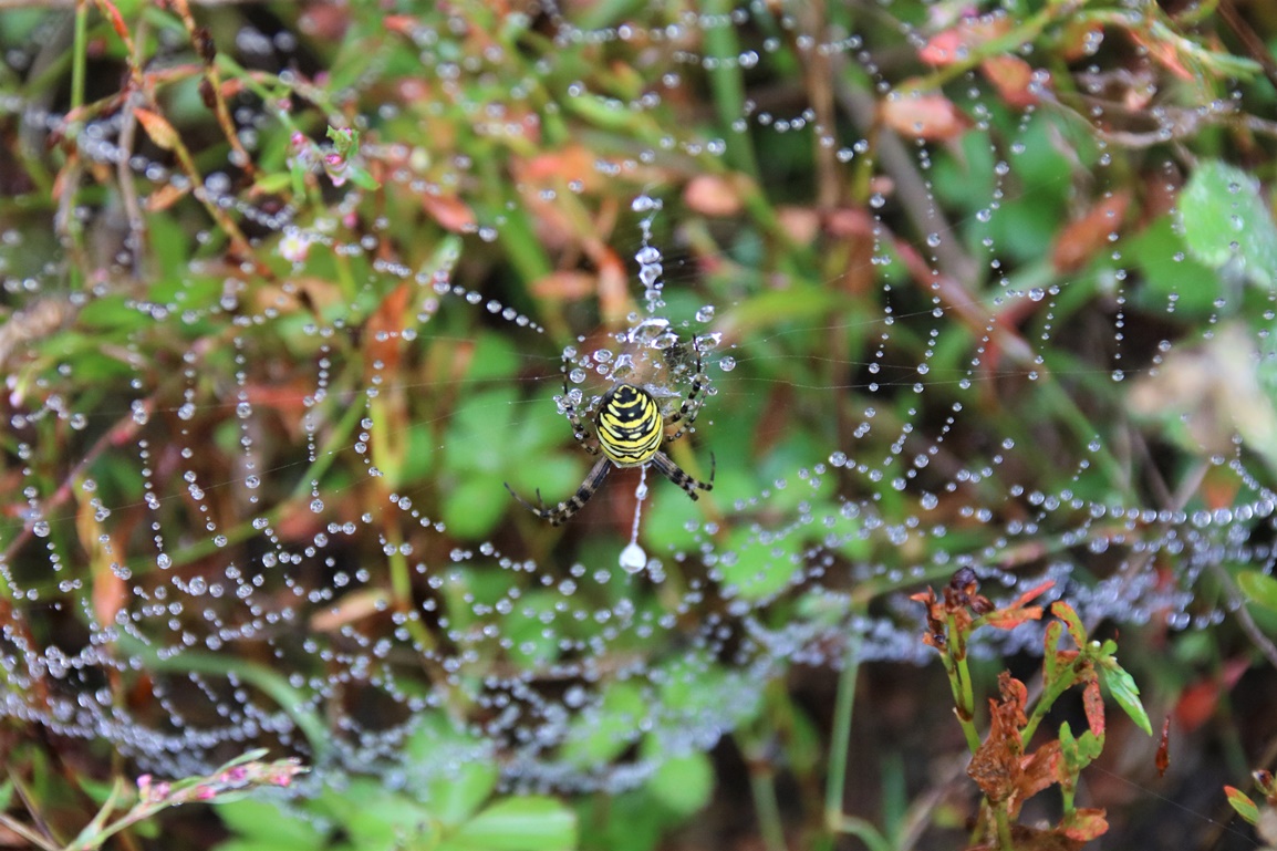 Argiope frelon Jardin 01 09 2023 (2).JPG