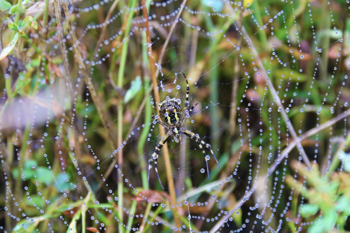 Argiope frelon Jardin 01 09 2023.JPG