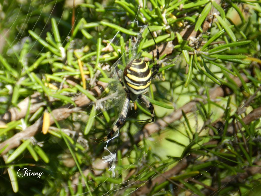 Mon petit paradis 2  017.jpg