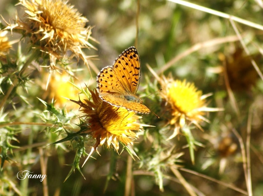 Tabac d'espagne_DSC9478 (1) - Copie.jpg