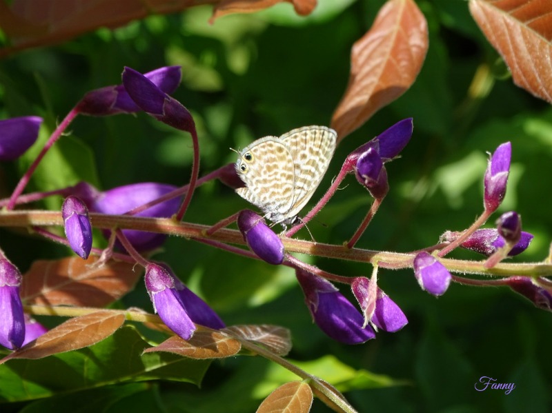Papillon.jpg