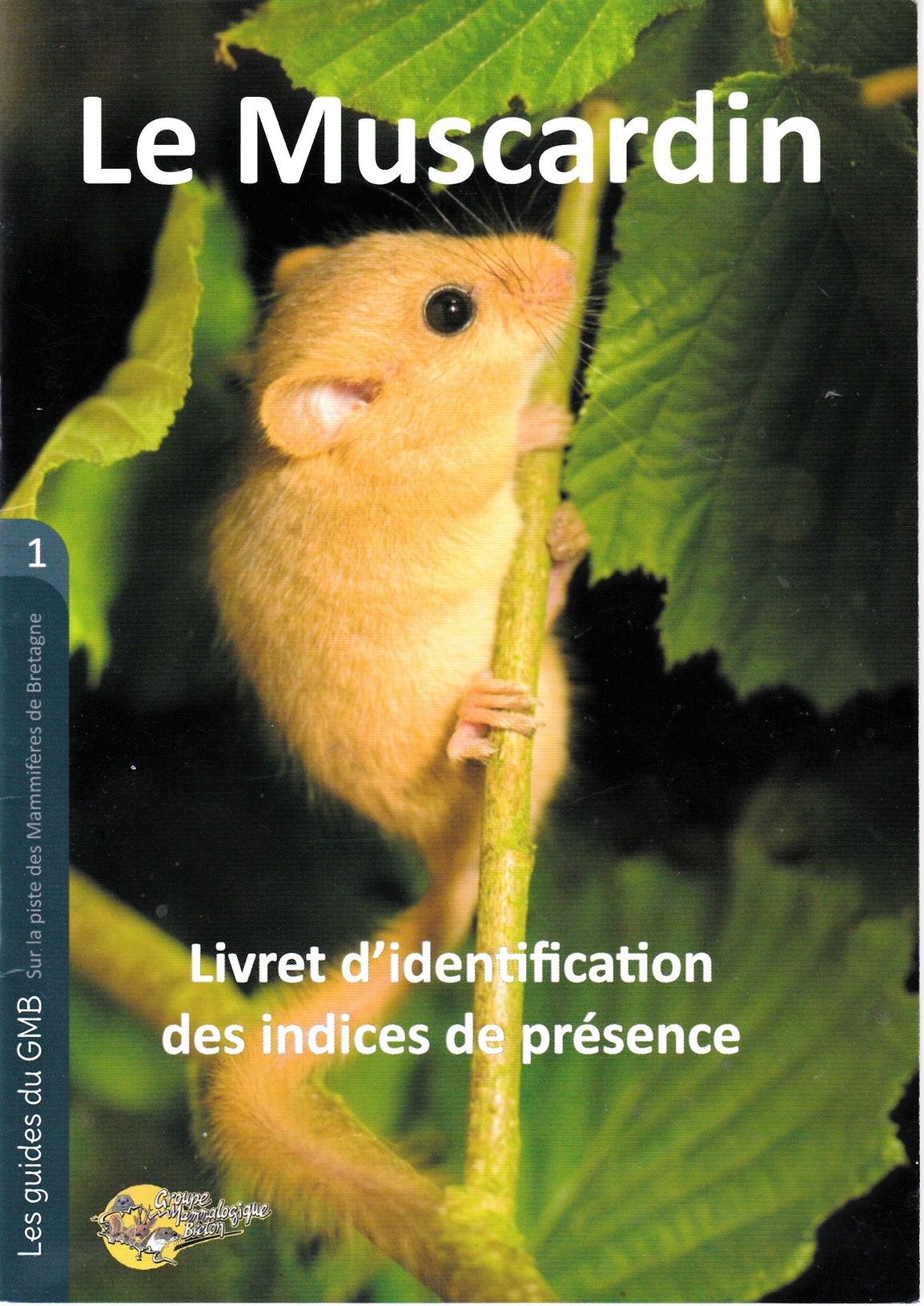 Muscardin.jpg