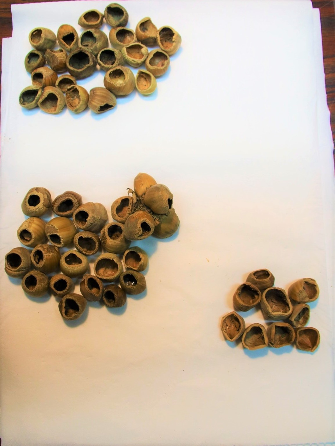 Haut noisettes rongées par Mulots Campagnol, milieu noisettes rongées par Muscardin, bas droite noisettes ouvertes par ecureuil - Copie.JPG