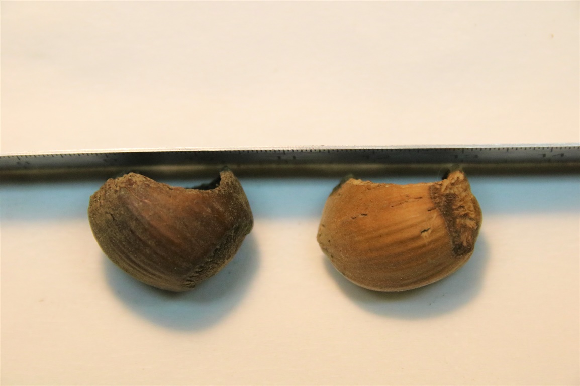 Noisettes rongées par Mulot ou Campagnol coupe concave - Copie.JPG