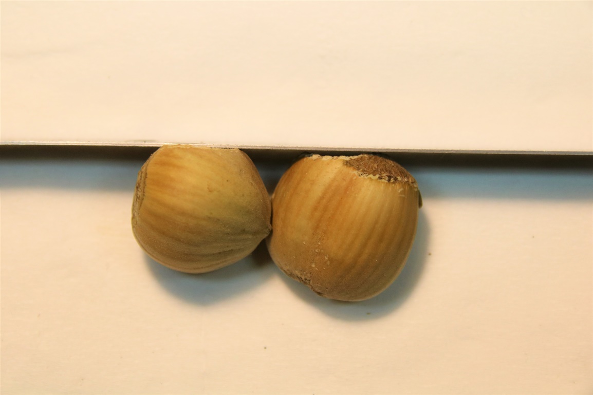Noisettes rongées par un Muscardin découpe rectiligne (1) - Copie.JPG