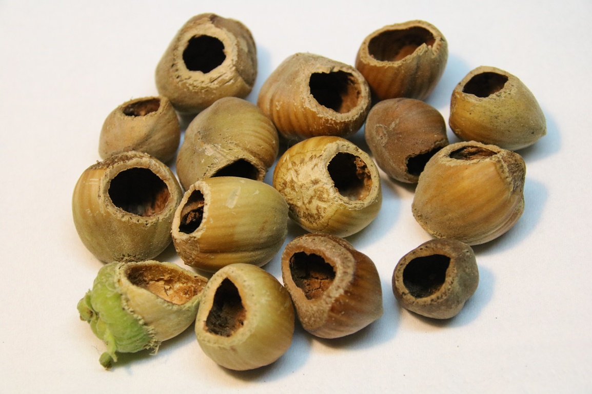 Noisettes rongées par un Muscardin trou rond.JPG