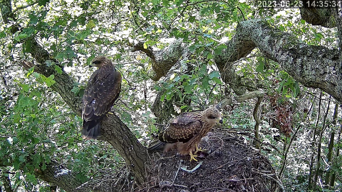 milans noir 23 06 2023r.jpg