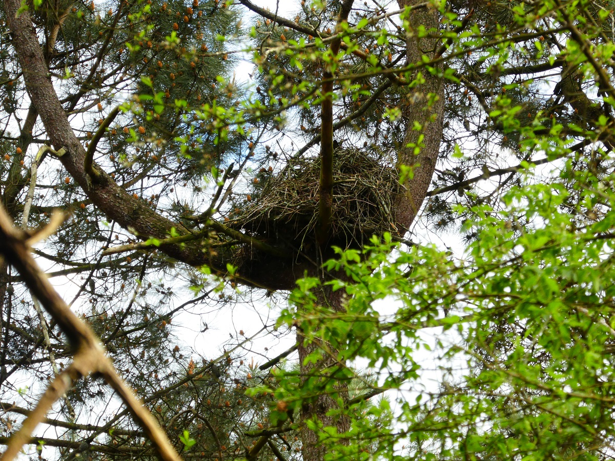 nid milans noirs a.jpg