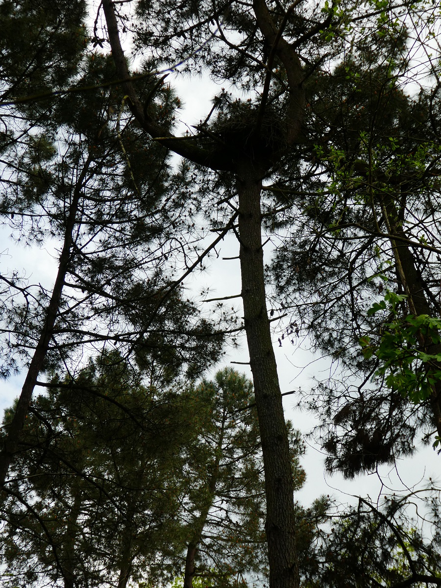 nid milans noirs b.jpg