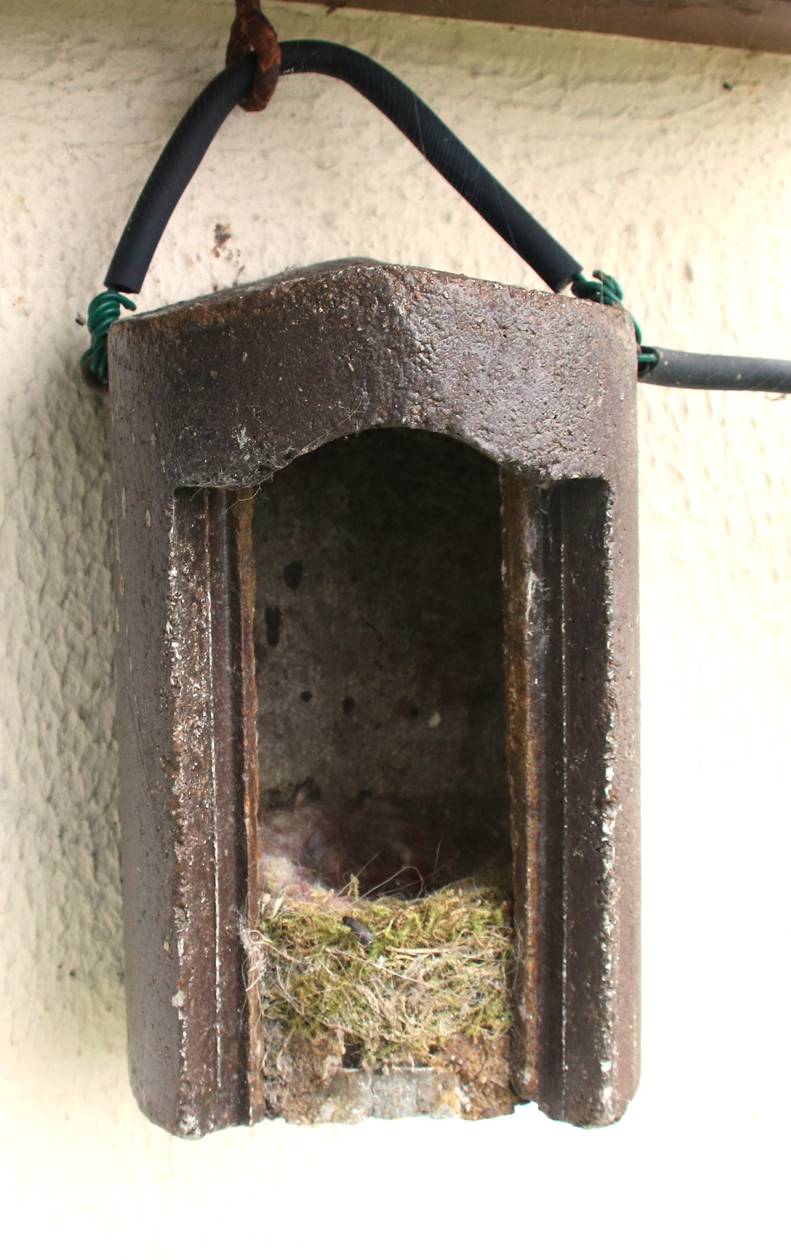 IMG_8312-crop.JPG