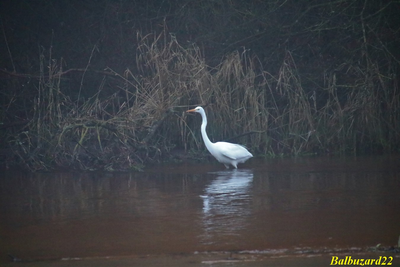 IMG_3513 - Copie.jpg