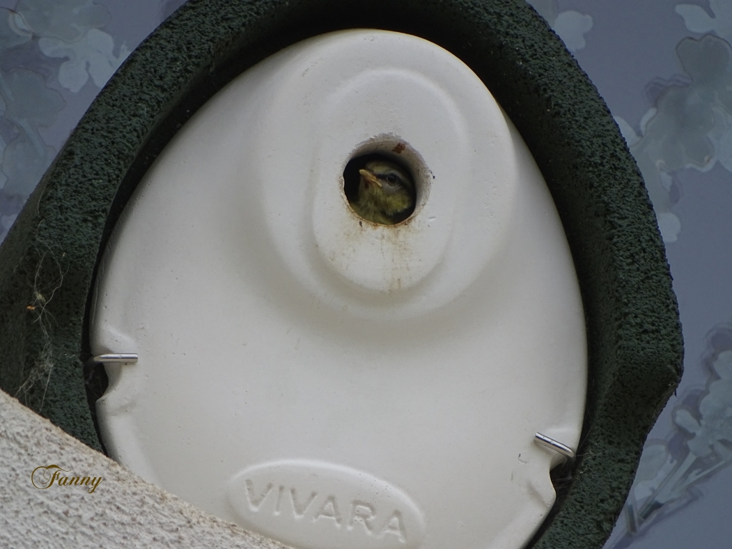 Mesange bleue signée040.jpg