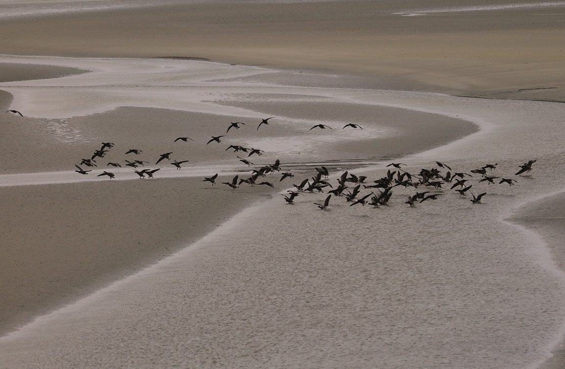 Oies bernaches cravants Fontevrent Mercredi 8 Novembre 2023 (3) - Copie-crop.JPG