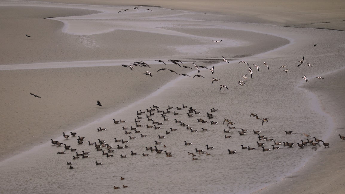 Oies bernaches cravants Fontevrent Mercredi 8 Novembre 2023 (6) - Copie-crop.JPG