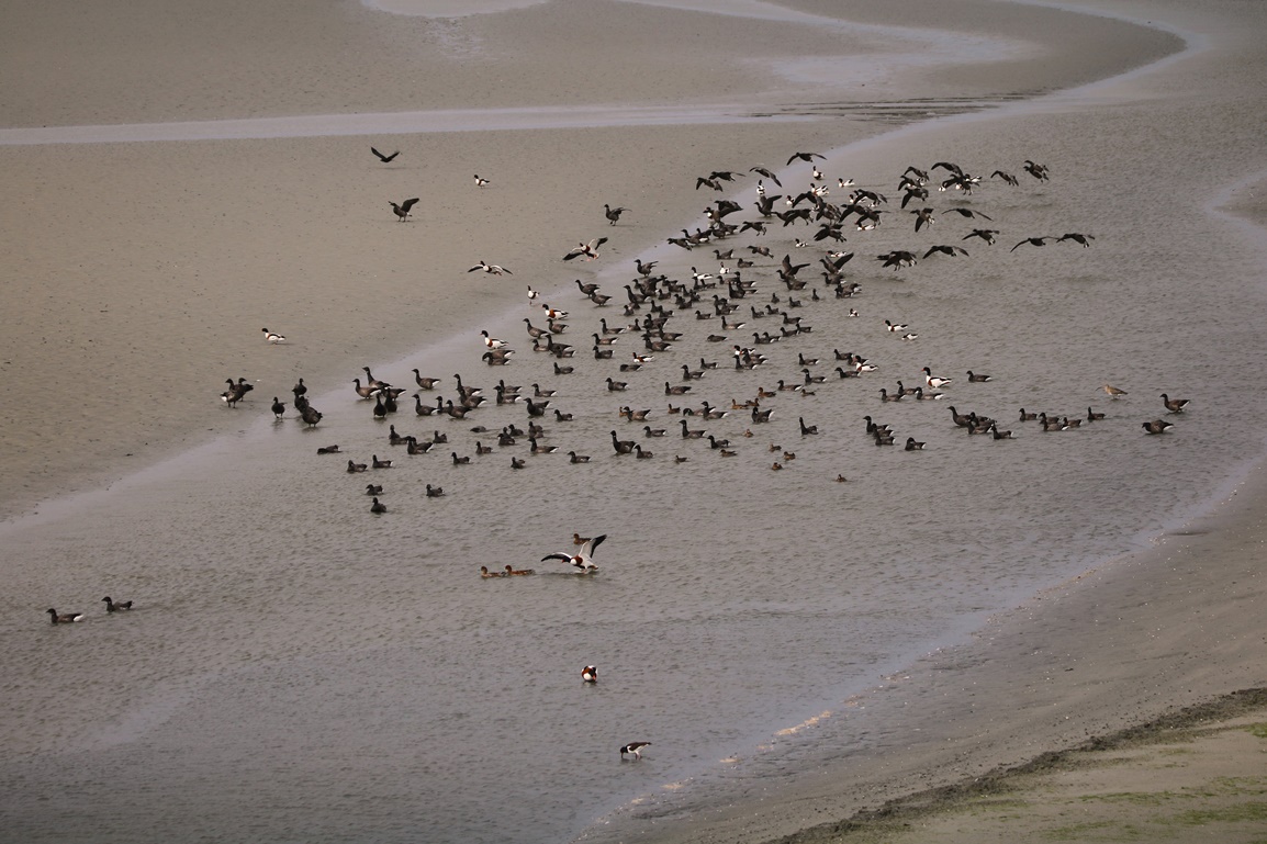 Oies bernaches cravants Fontevrent Mercredi 8 Novembre 2023 (7).JPG