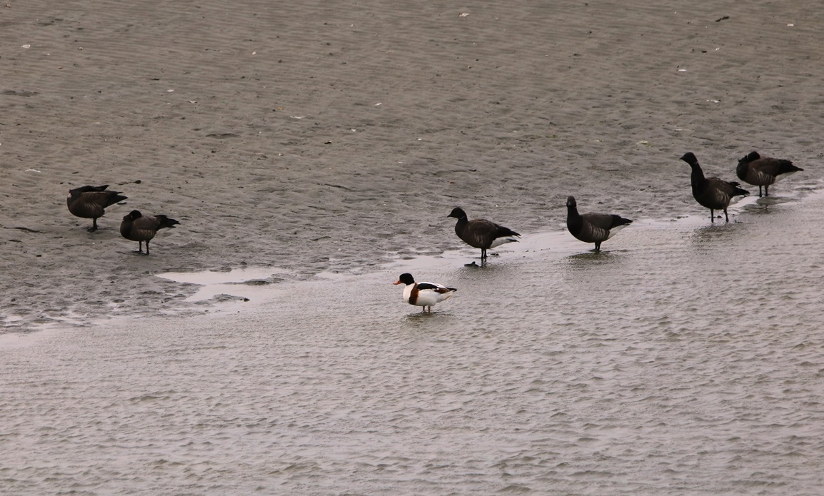 Oies bernaches cravants Mercredi 8 Novembre 2023 - Copie-crop.JPG