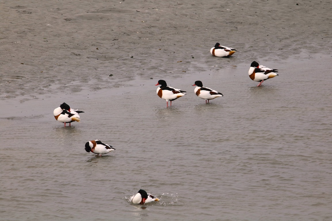 Tadornes de belon Fontevrend Mercredi 8 Novembre 2023 - Copie.JPG
