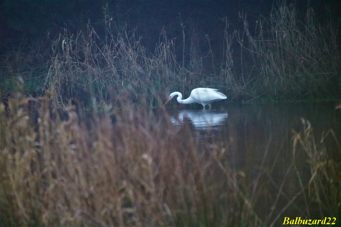 IMG_3519 - Copie.jpg