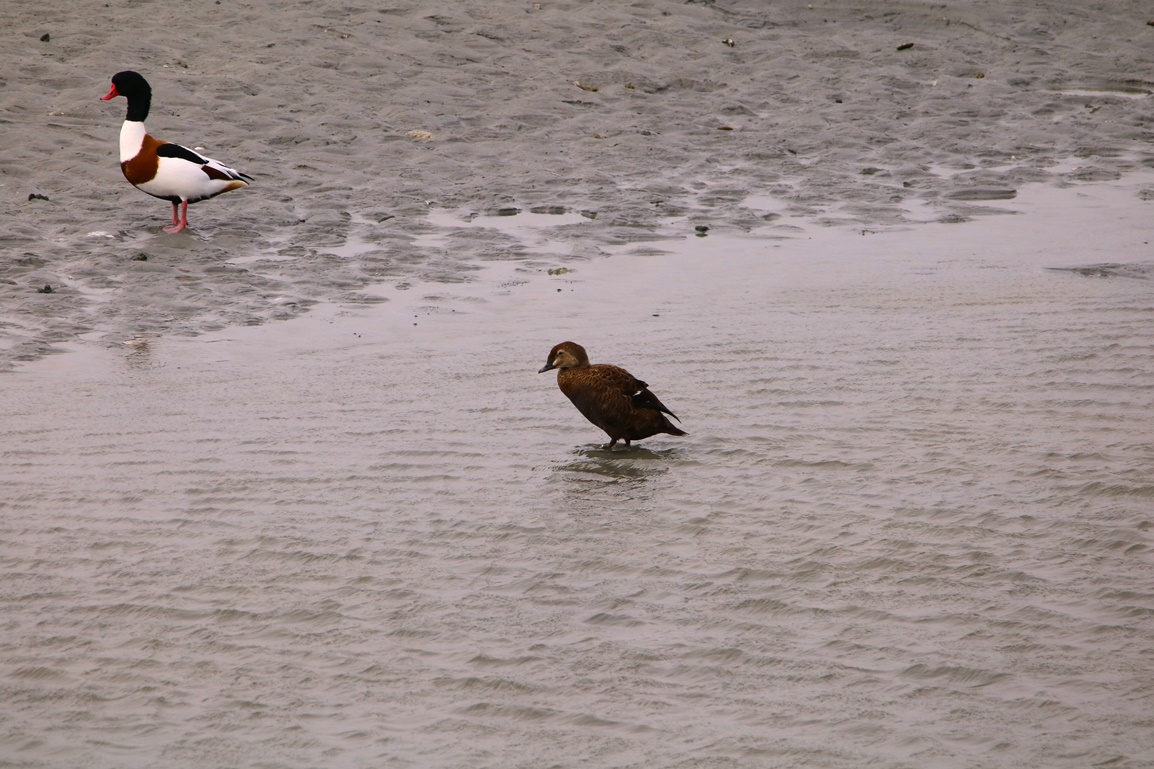 Eider à tête grise femelle Fontevrend Mercredi 8 Novembre 2023 (2) - Copie.JPG
