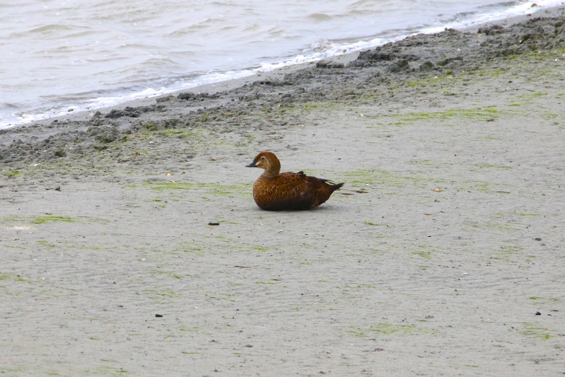 Eider à tête grise femelle Mercredi 8 Novembre 2023 Fontevrent - Copie.JPG