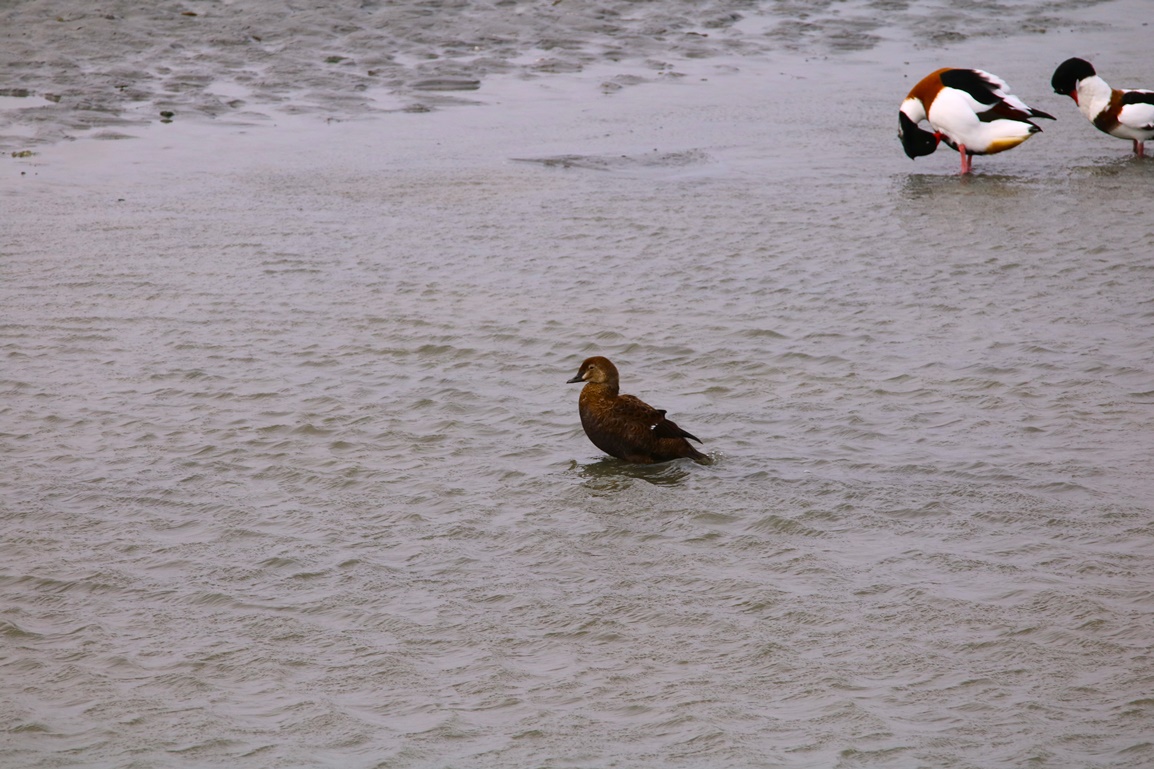Eider à tête grise Fontrevent Mercredi 8 Novembre 2023 - Copie.JPG