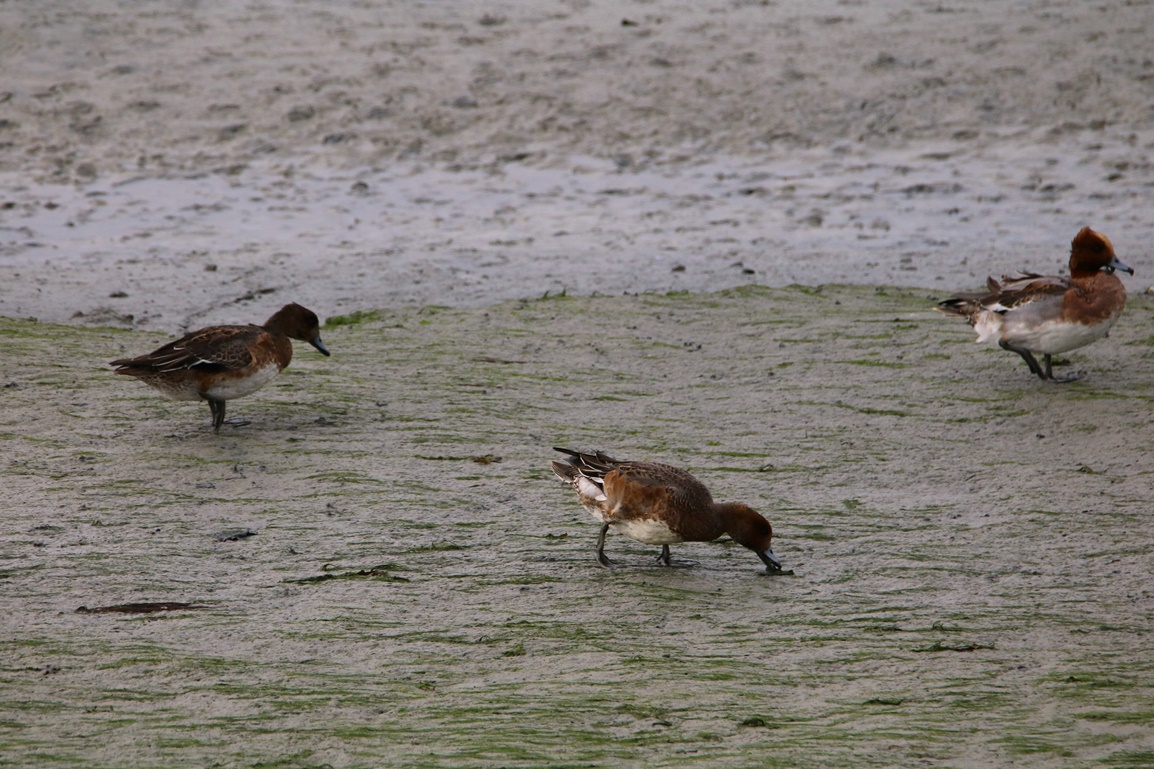 Canards siffleurs Fontevrent Mercredi 8 Novembre 2023 (3) - Copie.JPG