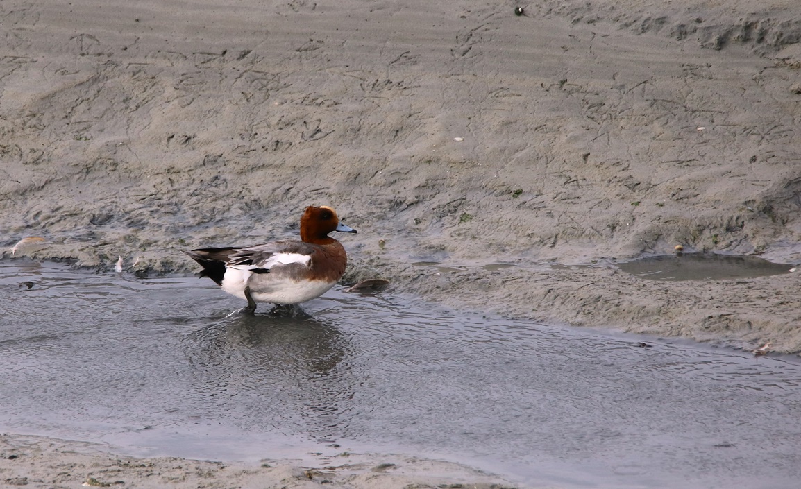 Canards siffleurs Fontevrent Mercredi 8 Novembre 2023 (2) - Copie-crop.JPG
