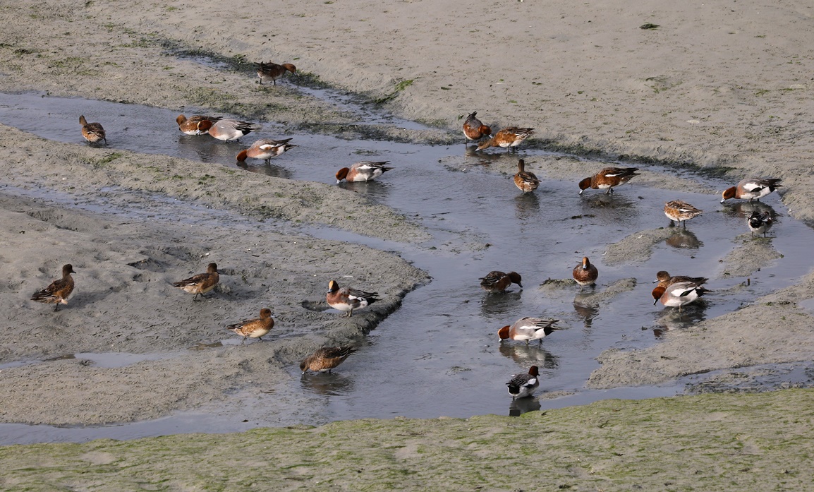 Canards siffleurs Fontevrent Mercredi 8 Novembre 2023 (1) - Copie-crop.JPG