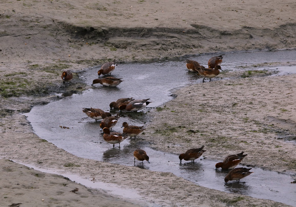 Canards siffleurs Fontevrend Mercredi 8 Novembre 2023 - Copie-crop.JPG