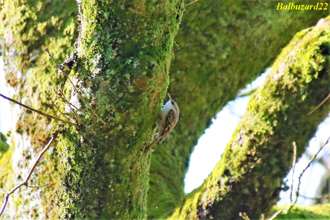 IMG_3528 - Copie.jpg