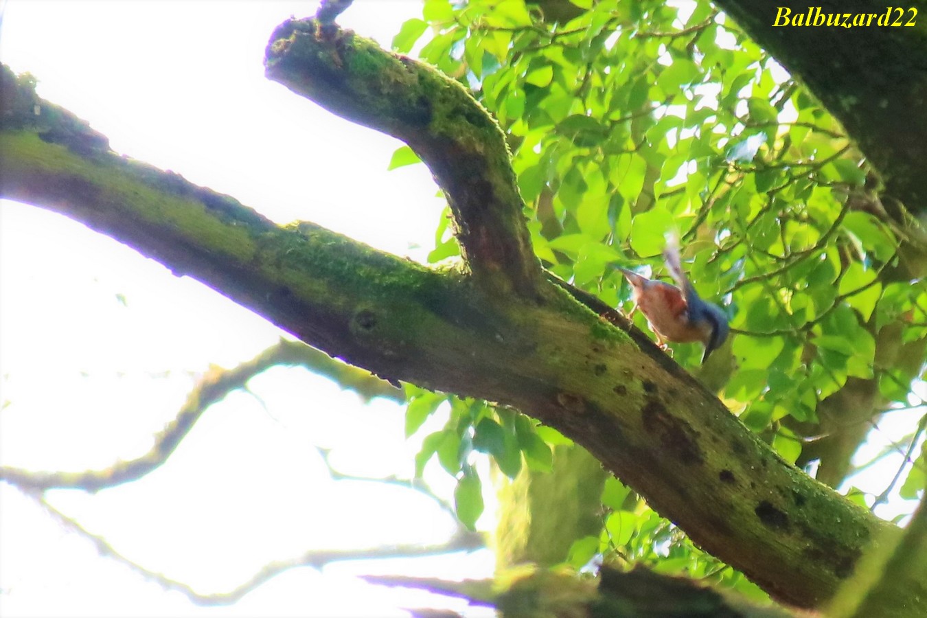 IMG_3526 - Copie.jpg