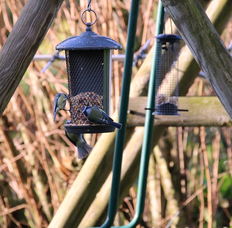 Mésanges bleues sur mangeoires portique (1)-crop.JPG