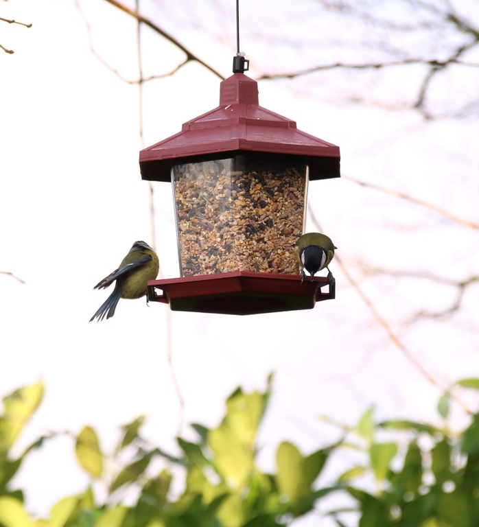 Mésange bleue et charbonnière sur mangeoire suspendue Mûrier à feuilles de platane (1)-crop.JPG