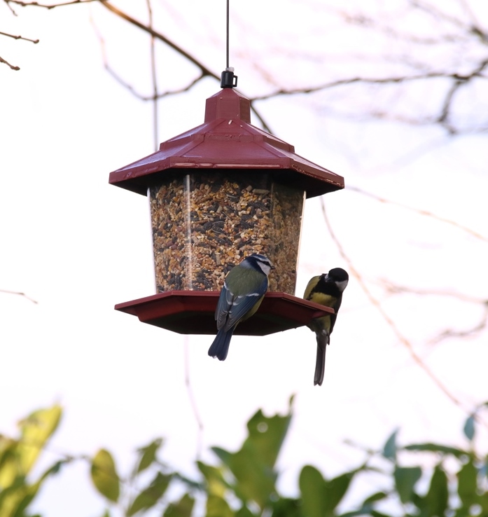 Mésange bleue et charbonnière sur mangeoire suspendue Mûrier à feuilles de platane (2)-crop.JPG