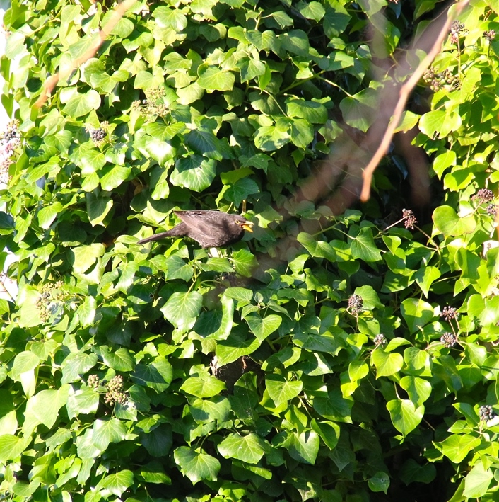 Merle noir sur lierre-crop.JPG