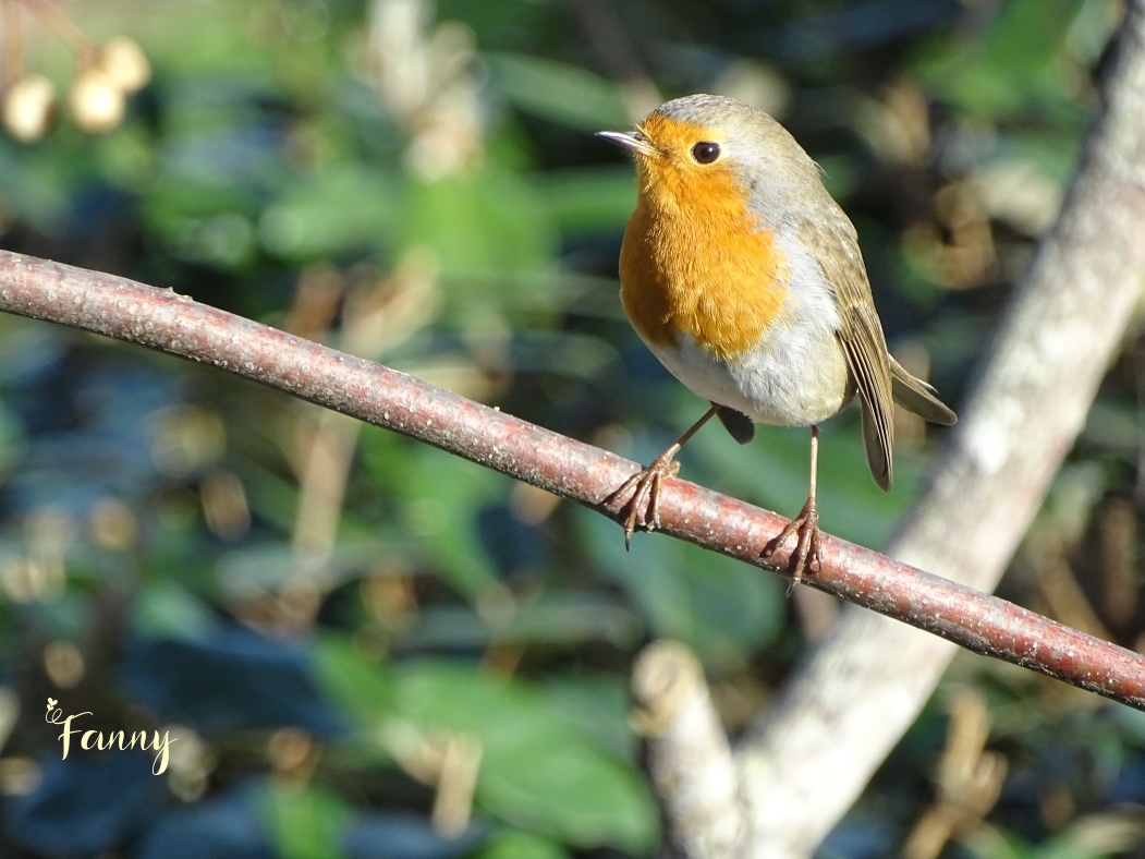 Rougegorge Signé DSC09759.jpg