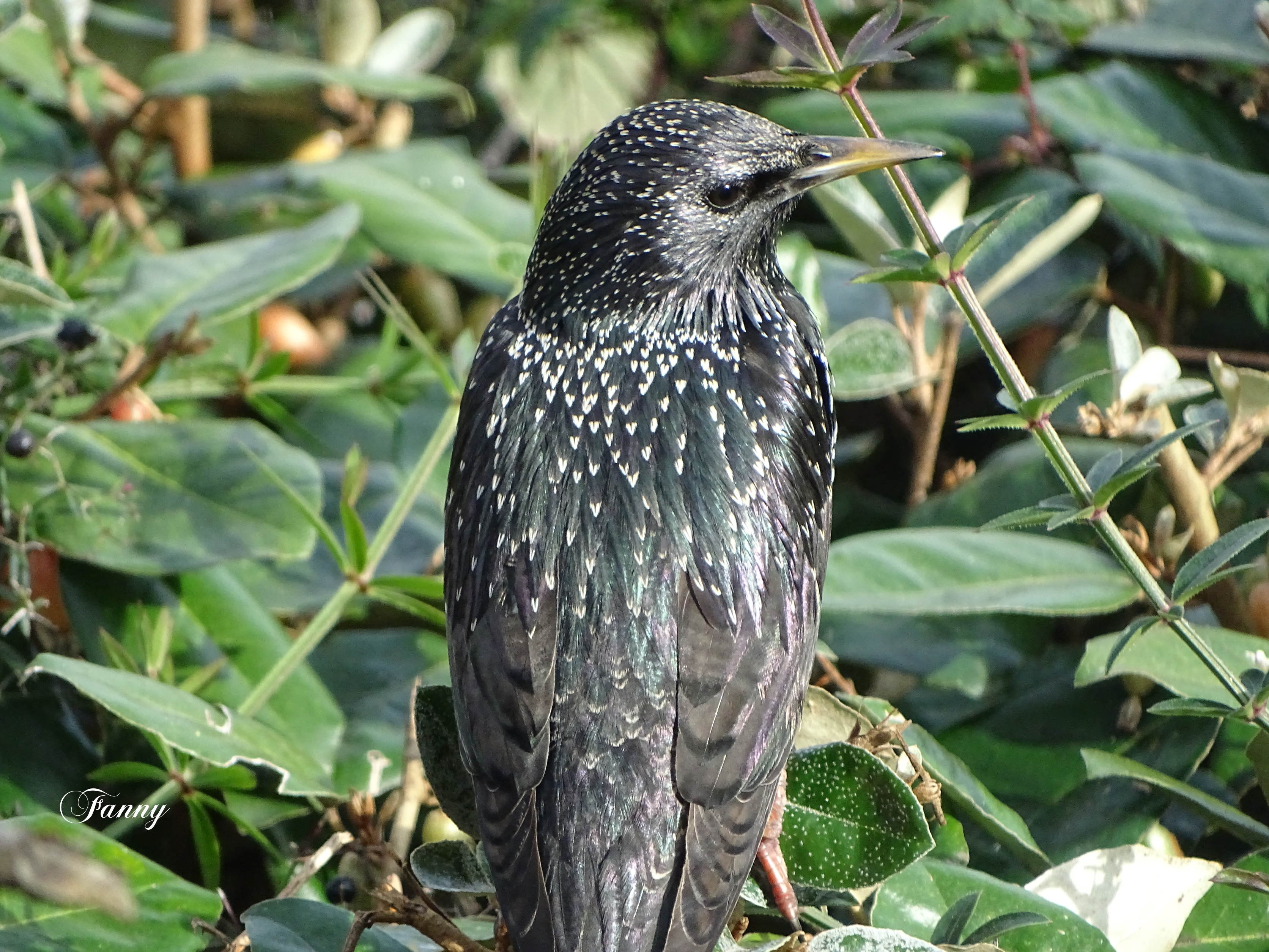 Etourneau Signé DSC00112 (2).jpg