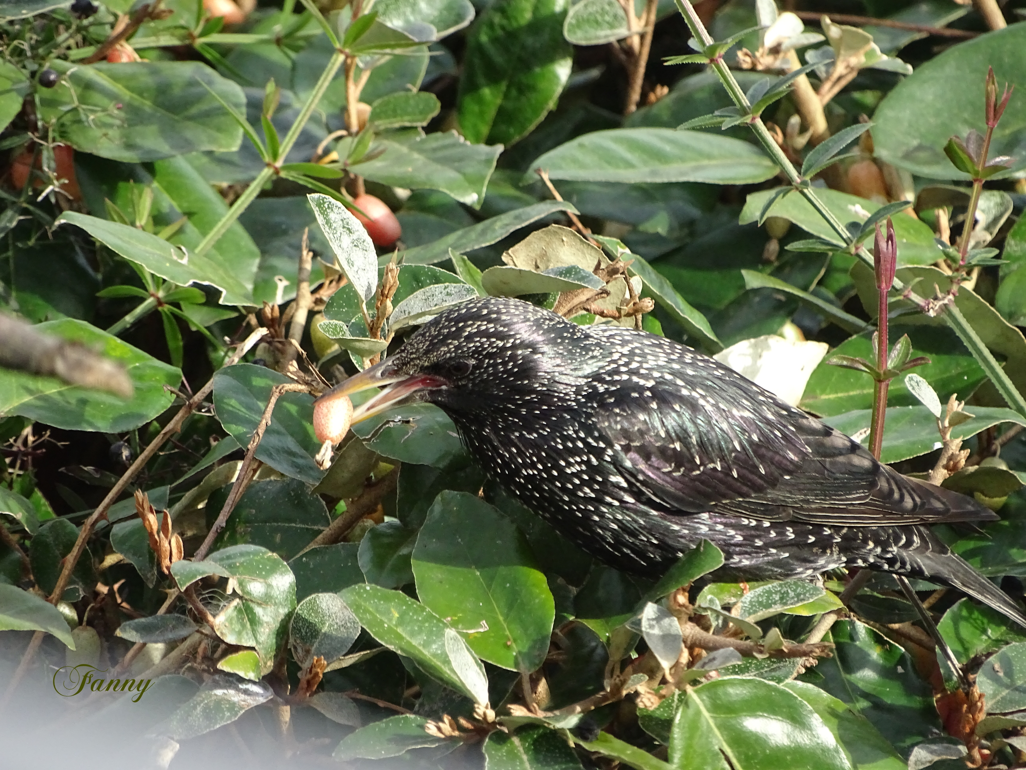 Baie  Etourneau Signé  DSC00105.jpg